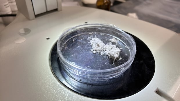 new-asbestos-handling-standards-coming-for-manitoba-workers