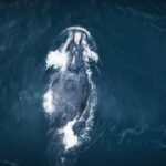 unb-researchers-help-filmmakers-get-closeup-view-of-endangered-whales