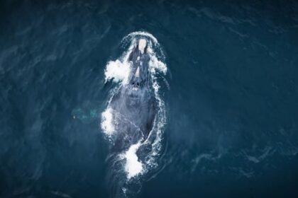 unb-researchers-help-filmmakers-get-closeup-view-of-endangered-whales