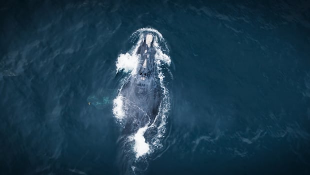 unb-researchers-help-filmmakers-get-closeup-view-of-endangered-whales