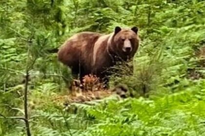 controversial-grizzly-killed-on-island-off-bc.-coast,-conservation-officers-confirm