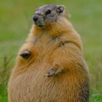 #themoment-a-‘fat’-marmot-was-spotted-in-a-bc.-park