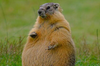 #themoment-a-‘fat’-marmot-was-spotted-in-a-bc.-park