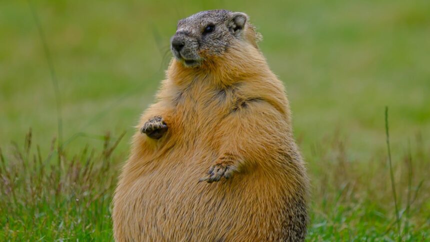 #themoment-a-‘fat’-marmot-was-spotted-in-a-bc.-park