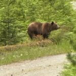 inside-the-secret-plan-to-relocate-a-wayward-bc.-grizzly-bear