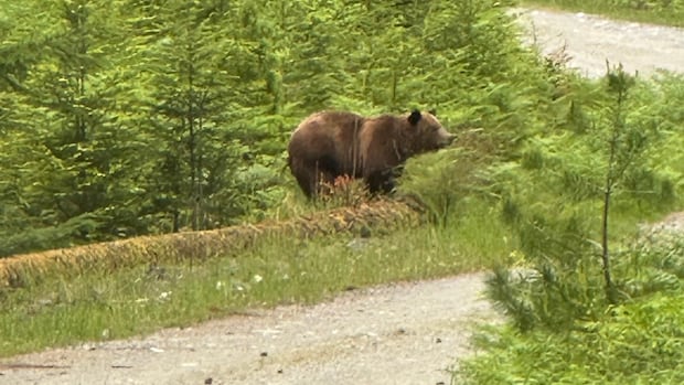 inside-the-secret-plan-to-relocate-a-wayward-bc.-grizzly-bear