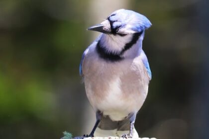 how-does-wildfire-smoke-affect-birds?-this-researcher-is-looking-to-find-out