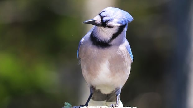 how-does-wildfire-smoke-affect-birds?-this-researcher-is-looking-to-find-out