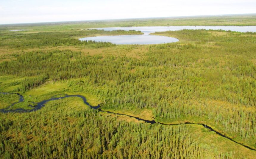 logging-in-ontarios-boreal-forest-is-far-in-excess-of-whats-sustainable,-study-finds