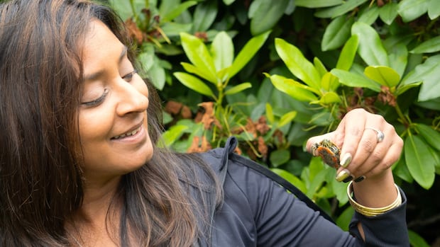 slow-and-steady-progress-in-decade-long-project-to-save-bc.’s-only-native-turtle