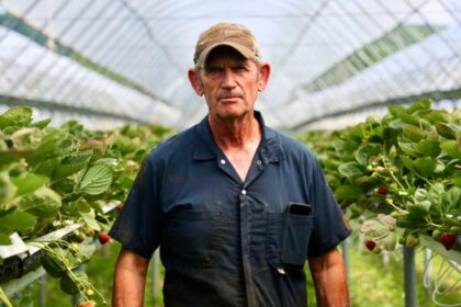 heat-wave-keeping-nova-scotia-farmers-busy