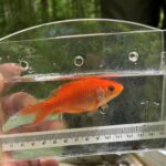 concern-as-another-invasive-fish-found-in-annapolis-valley-river