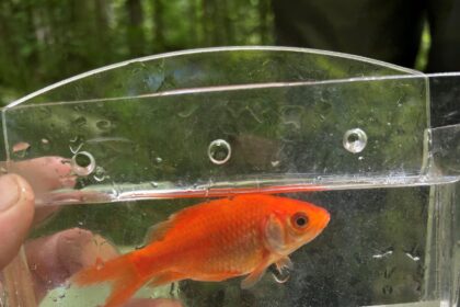 concern-as-another-invasive-fish-found-in-annapolis-valley-river