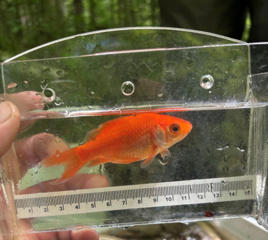 concern-as-another-invasive-fish-found-in-annapolis-valley-river