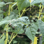 niki-jabbour:-bugs,-grubs-and-summer-slugs-and-what-to-do-about-them