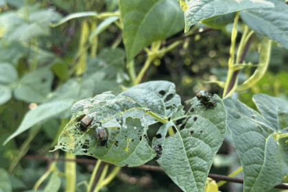 niki-jabbour:-bugs,-grubs-and-summer-slugs-and-what-to-do-about-them