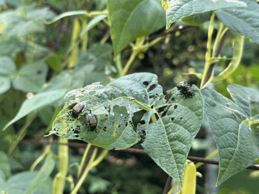 niki-jabbour:-bugs,-grubs-and-summer-slugs-and-what-to-do-about-them