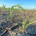 states-of-emergency,-agricultural-disaster-declared-in-parts-of-drought-stricken-manitoba
