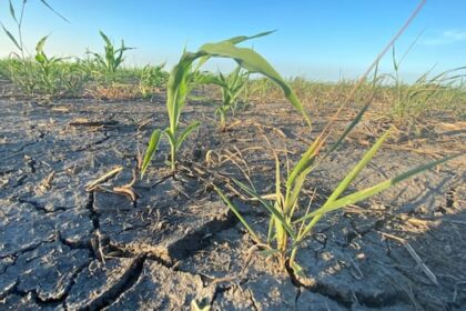 states-of-emergency,-agricultural-disaster-declared-in-parts-of-drought-stricken-manitoba