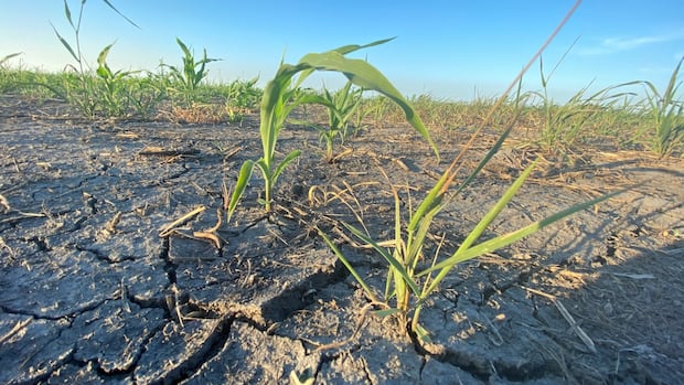 states-of-emergency,-agricultural-disaster-declared-in-parts-of-drought-stricken-manitoba