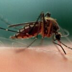 mosquito-traps-set-and-study-launched-in-bc.’s-sea-to-sky-region-after-illnesses-reported