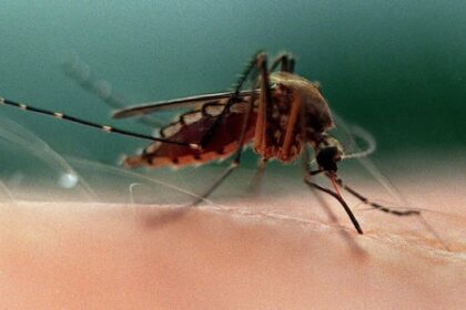 mosquito-traps-set-and-study-launched-in-bc.’s-sea-to-sky-region-after-illnesses-reported
