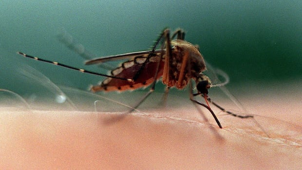 mosquito-traps-set-and-study-launched-in-bc.’s-sea-to-sky-region-after-illnesses-reported