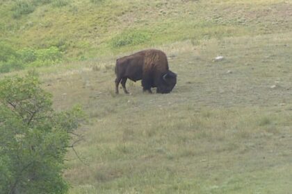 gps-ear-tags-help-track-bison-at-sask.’s-buffalo-pound-provincial-park
