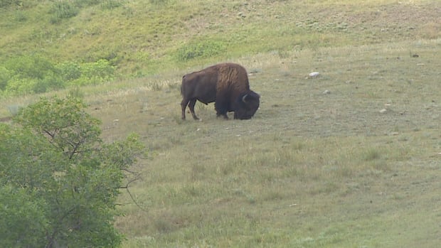 gps-ear-tags-help-track-bison-at-sask.’s-buffalo-pound-provincial-park