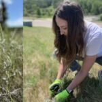 metis-prof-recruits-others-to-protect-native-plants-after-sacred-sage-mowed-down-on-campus