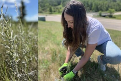 metis-prof-recruits-others-to-protect-native-plants-after-sacred-sage-mowed-down-on-campus