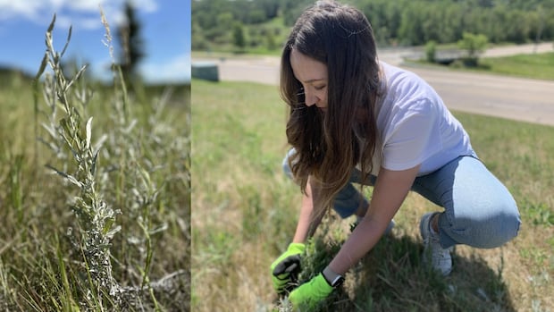 metis-prof-recruits-others-to-protect-native-plants-after-sacred-sage-mowed-down-on-campus