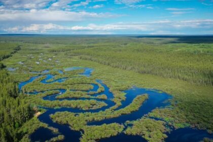 how-wildfires-are-disrupting-traplines-and-raising-questions-in-northwest-sask.