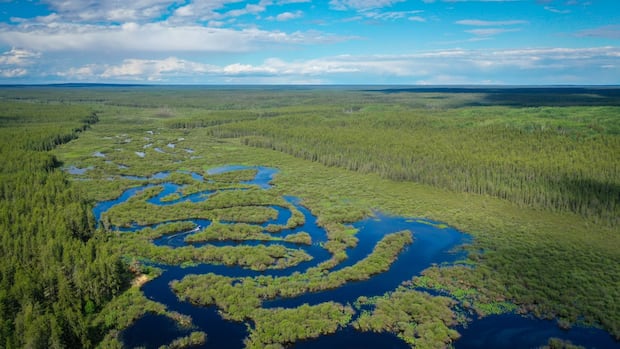 how-wildfires-are-disrupting-traplines-and-raising-questions-in-northwest-sask.