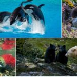 search-for-bc.’s-best-symbol:-round-2-animals