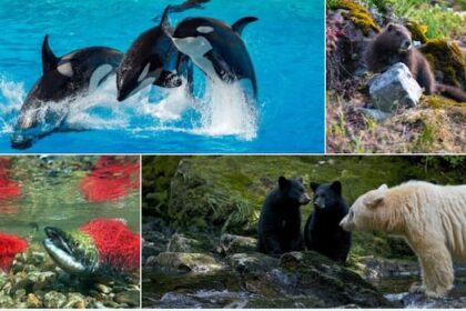 search-for-bc.’s-best-symbol:-round-2-animals