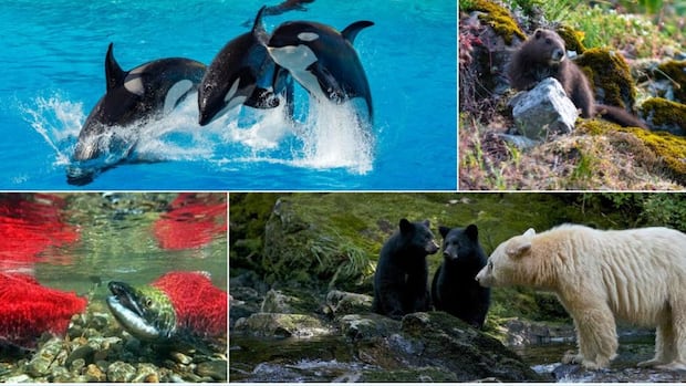search-for-bc.’s-best-symbol:-round-2-animals