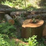 vancouver-park-board-staff-seeks-approval-to-advance-stanley-park-tree-removal