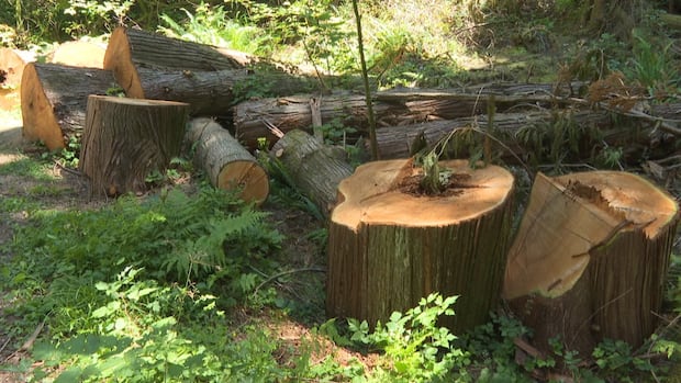 vancouver-park-board-staff-seeks-approval-to-advance-stanley-park-tree-removal