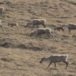we-dont-take-this-lightly:-trumps-big-beautiful-bill-reopens-drilling-in-arctic-refuge