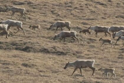 we-dont-take-this-lightly:-trumps-big-beautiful-bill-reopens-drilling-in-arctic-refuge