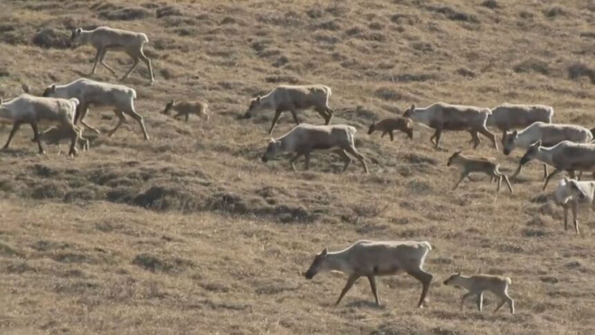 we-dont-take-this-lightly:-trumps-big-beautiful-bill-reopens-drilling-in-arctic-refuge