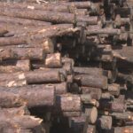 forestry-sector-exploring-options-after-northern-pulp-gives-up-on-new-mill:-mayor
