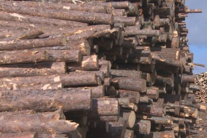 forestry-sector-exploring-options-after-northern-pulp-gives-up-on-new-mill:-mayor