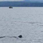 rare-leatherback-sea-turtle-spotted-off-bc.-coast