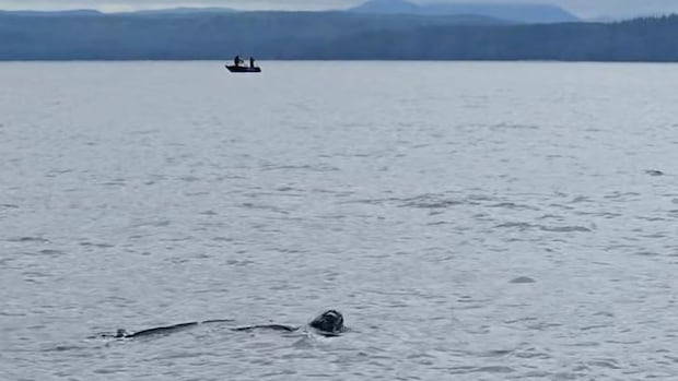 rare-leatherback-sea-turtle-spotted-off-bc.-coast