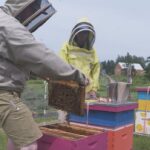 n.b-beekeepers-suffered-above-average-honey-bee-losses-this-year