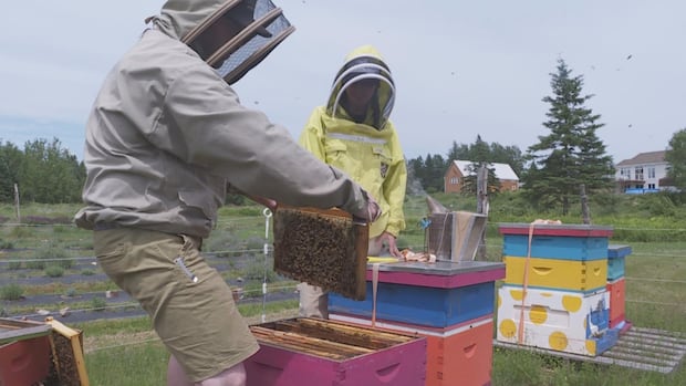 n.b-beekeepers-suffered-above-average-honey-bee-losses-this-year