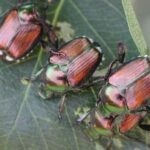 invasive-japanese-beetles-found-outside-downtown-core-in-kamloops