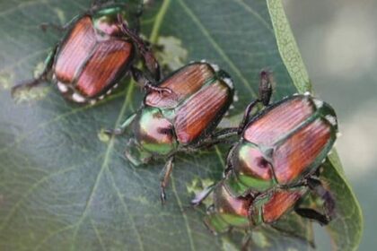 invasive-japanese-beetles-found-outside-downtown-core-in-kamloops